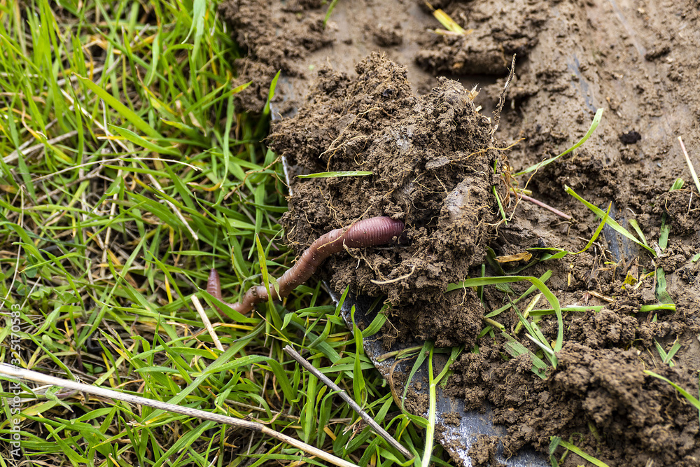 useful worms for the soil, worms in the soil, worms in the soil in