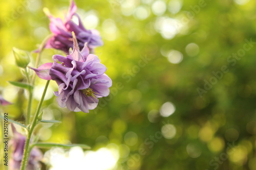 a wonderful purple columbine flower and a green background