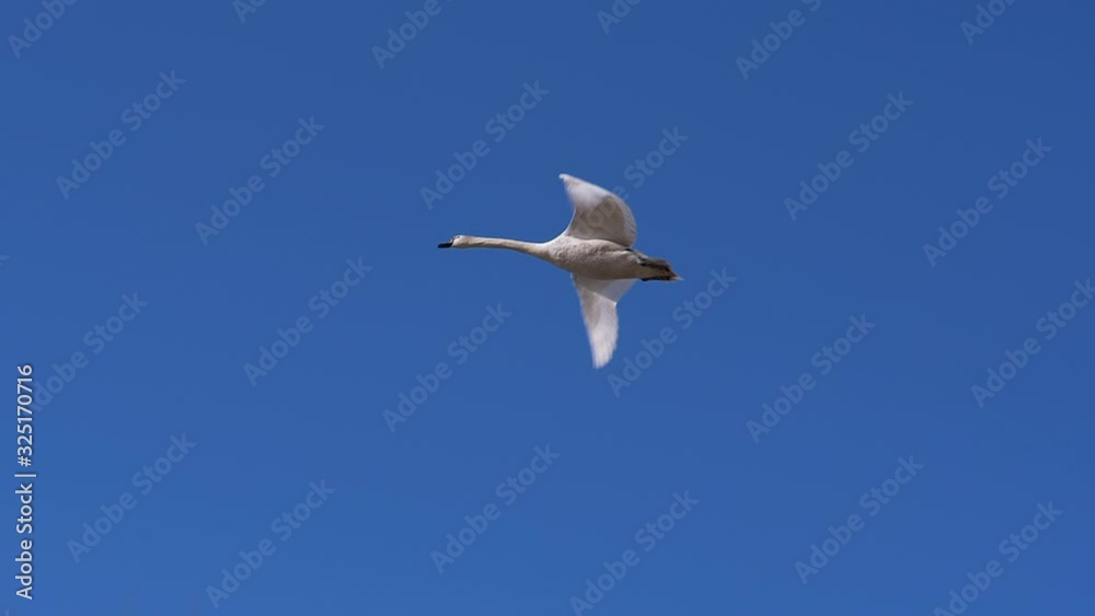 Ein Schwan im Flug, Slowmotion Ein Schwan im Flug, Slowmotion