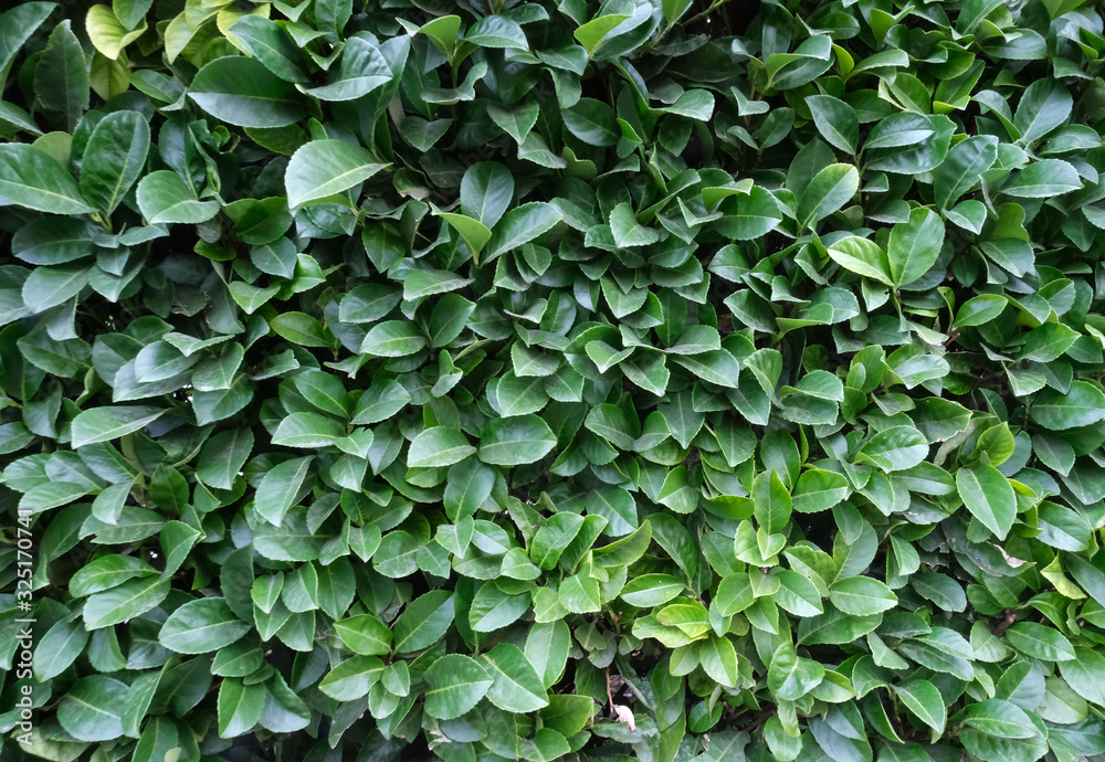Freash and bright green leaves background Freash and bright green leaves background