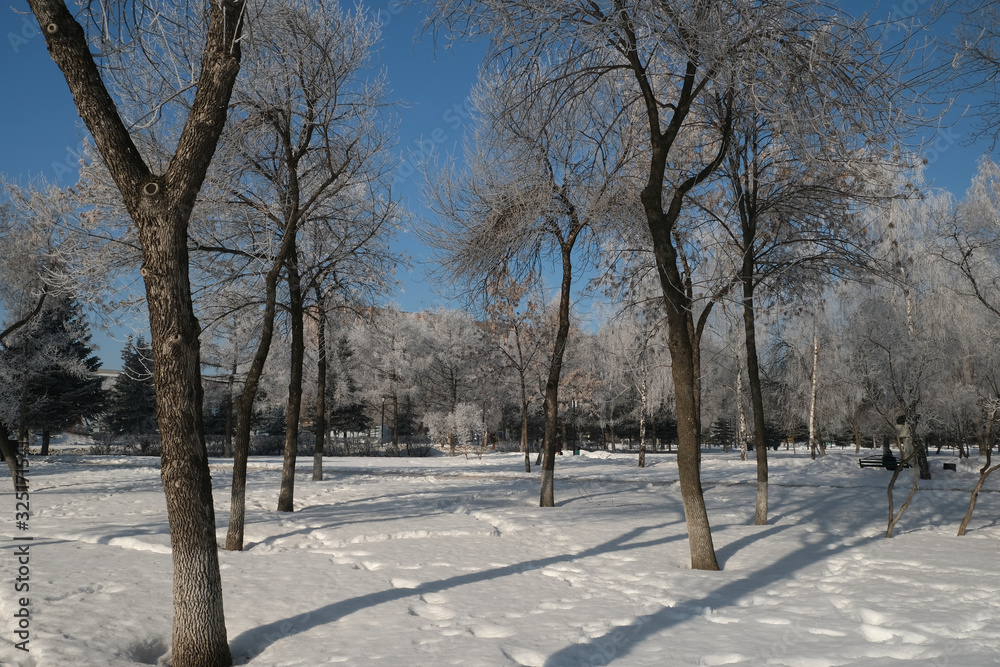 Fototapeta premium winter night landscape in the park, trees in frost and snow