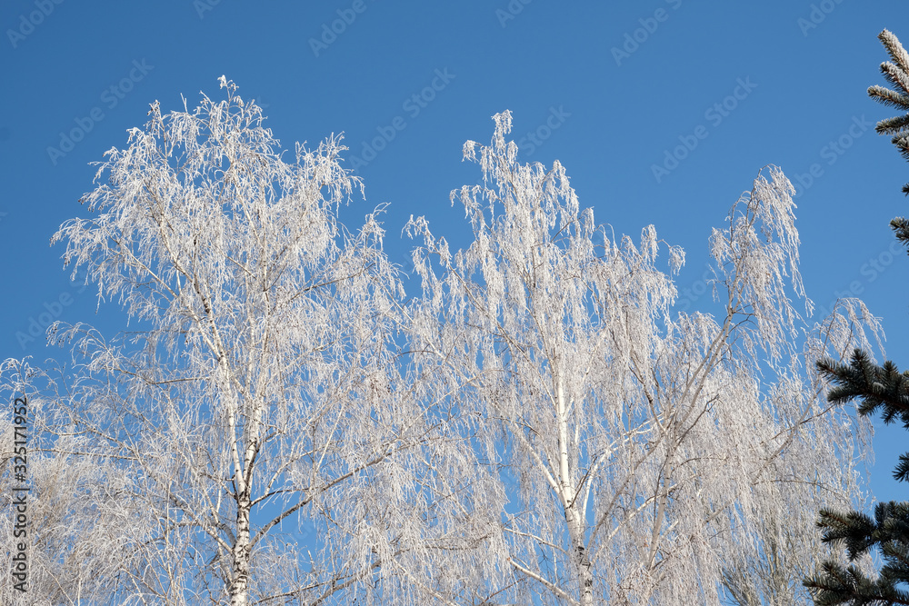 winter landscape in the park, winter branches of birch and spruce in the blue against the blue sky, frost and sun winter landscape in the park, winter branches of birch and spruce in the blue against the blue sky, frost and sun