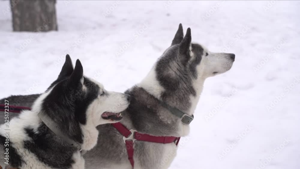 Siberian husky dogs on a leash portrait at winter in the forest Siberian husky dogs on a leash portrait at winter in the forest