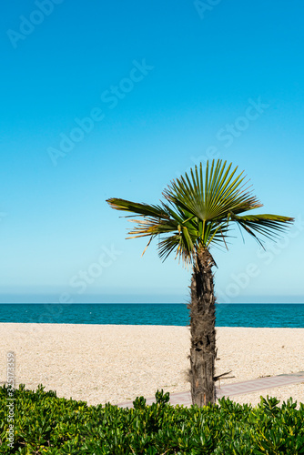 Fototapeta Naklejka Na Ścianę i Meble -  Palm tree on the beach of Fano, Italy