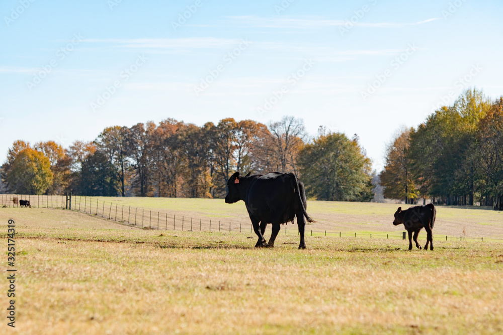 Cow-calf pair walking away in large autumn pasture Cow-calf pair walking away in large autumn pasture