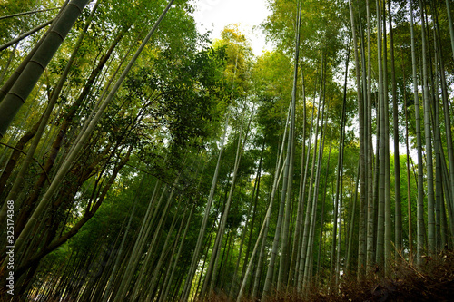 View of the bamboo forest in Arashiyama