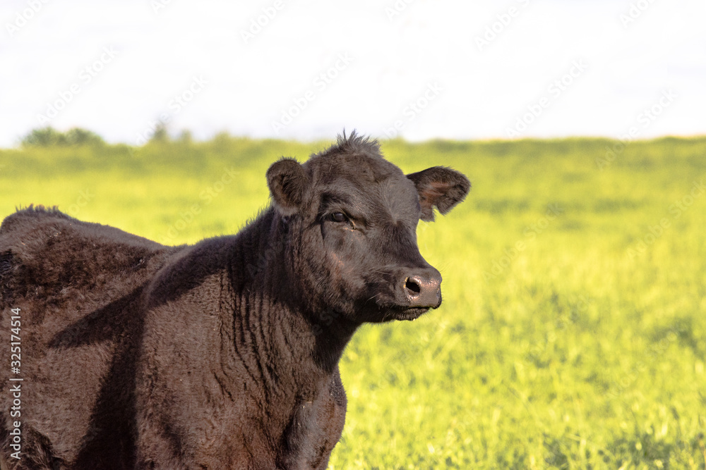 Fuzzy black calf looking right Fuzzy black calf looking right