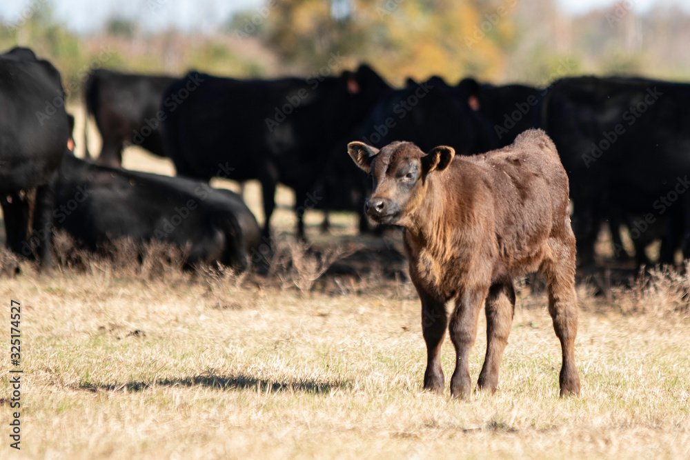 Lone calf stands in front of herd Lone calf stands in front of herd