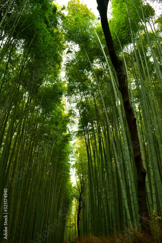 View of the bamboo forest in Arashiyama