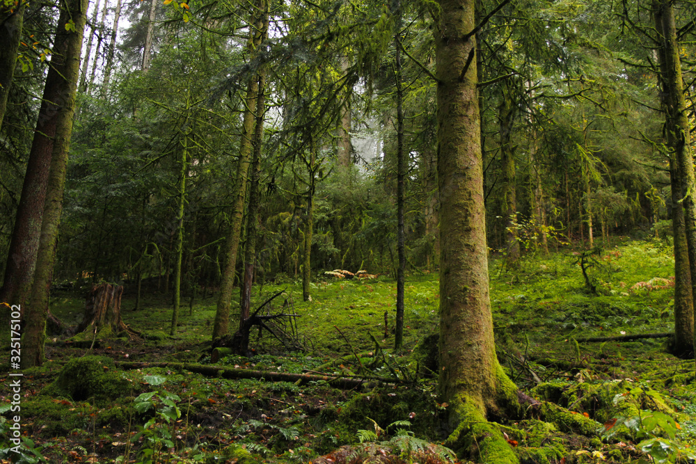 Obraz premium Green forest
