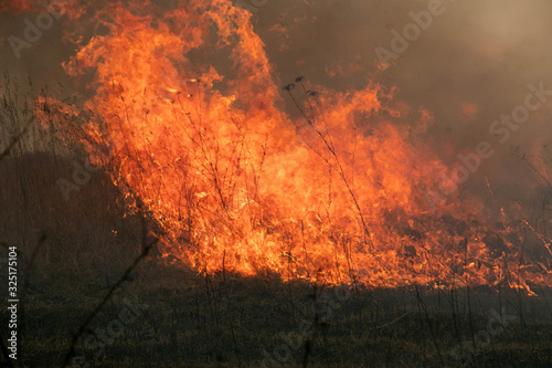 Flaming dry grass on a field that was set on fire