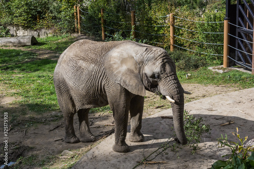 African elephant in the zoo   Loxodonta.