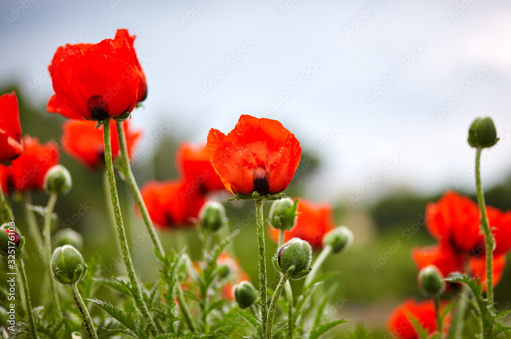 Naklejka premium Colorful closeup of red poppy flowers in landscaped park as spring decoration. Fresh spring background on nature