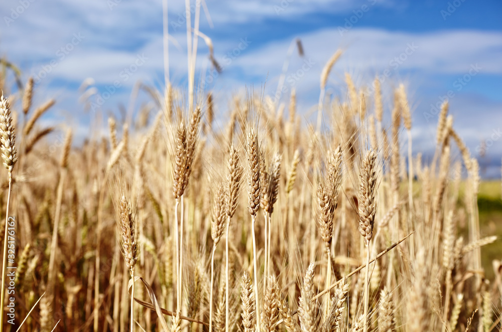 Ears of golden wheat close up. Wheat field. Rural scenery under sunlight. Background of ripening ears of meadow wheat field Ears of golden wheat close up. Wheat field. Rural scenery under sunlight. Background of ripening ears of meadow wheat field