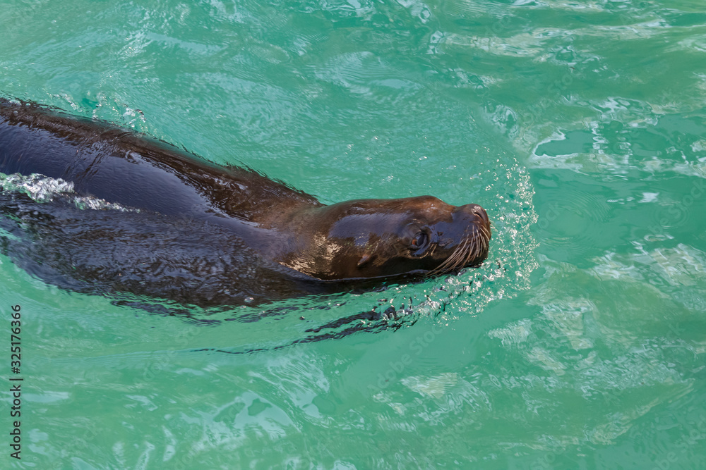 Obraz premium South American Sea Lion swimming in the water, Otaria byronia. 