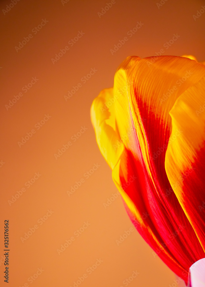 8 march or springtime holidays flowers background. Yellow delicate tulip flowers closeup.