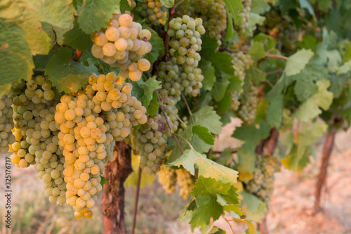 Bunch of ripe white vine grapes in the vineyard ready for harvest in sunset light.