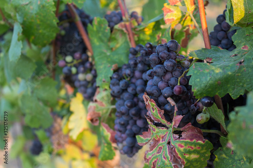 Bunch of ripe vine grapes in the vineyard ready for harvest in sunset light.