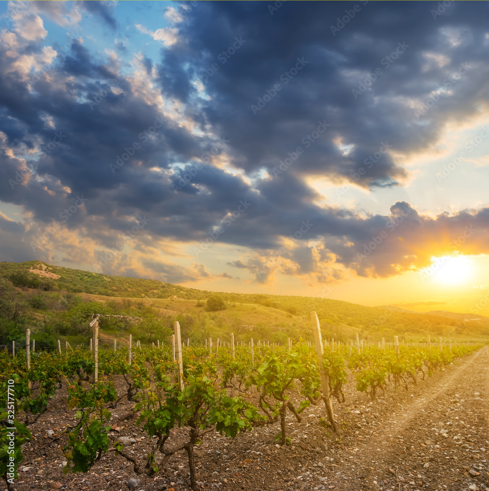 vineyard in a mountain valley at the sunset, countryside agricultural scene