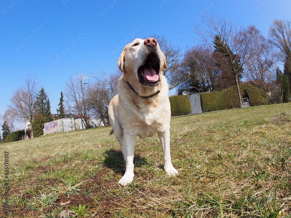Tier Hund Labrador Blond Wiese Auslauf