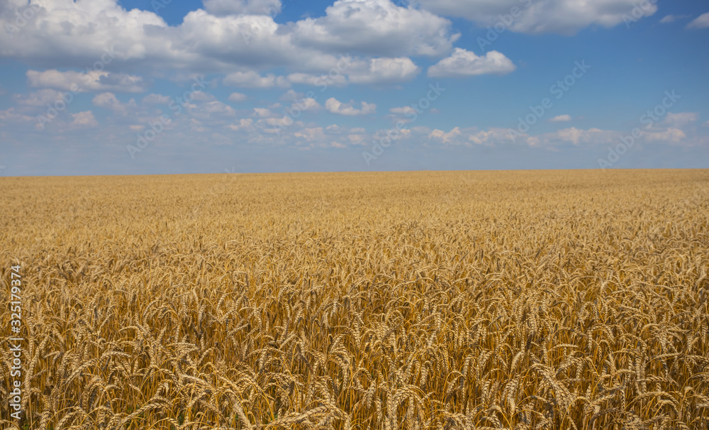 Naklejka premium beautiful summer wheat field under cloudy sky, agricultural background