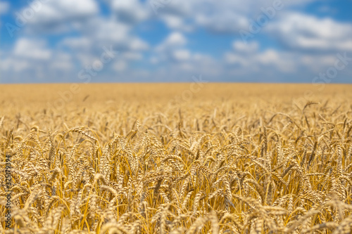 beautiful summer wheat field under cloudy sky  agricultural background
