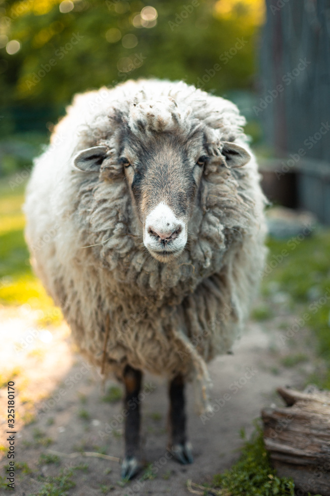 Portrait of white sheep. Farm animal in garden