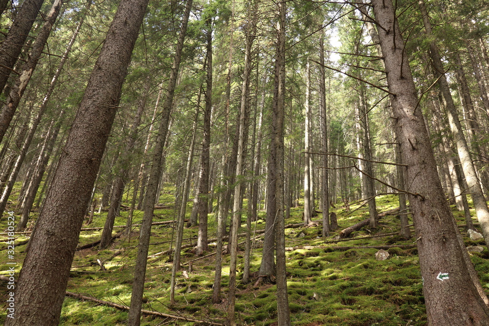 Naklejka premium Gorgany Mountains and forests in Ukraine