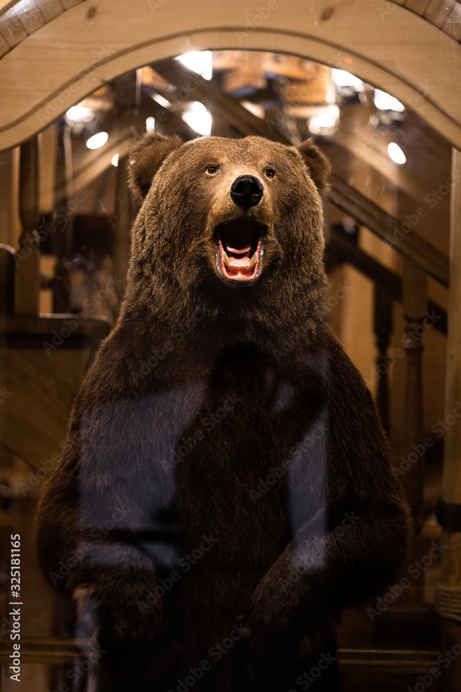 brown bear, bear in house of man, scarecrow. Photography of taxidermy stuffed bear's muzzle. Hunting trophies. Stuffed animals to order. Hunting theme.