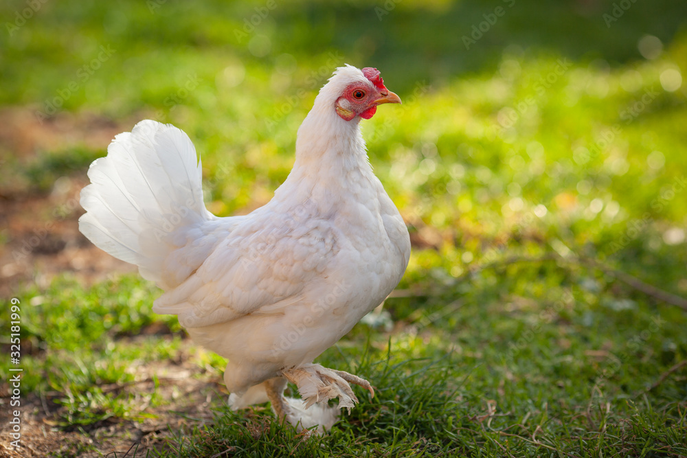 Beautiful chicken in natural setting, Rodhe Island white hen, free range  Stock Photo | Adobe Stock
