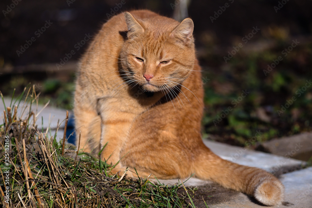 Naklejka premium The red cat is sitting on the path and is looking at something carefully.
