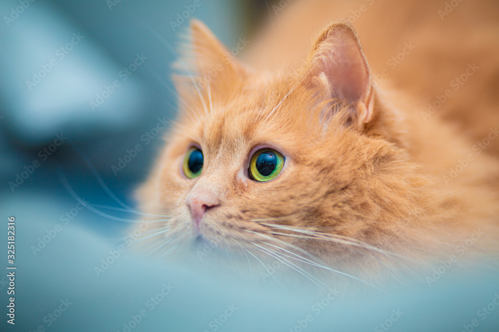 Beautiful orange cat with big eyes, very attentively watching
