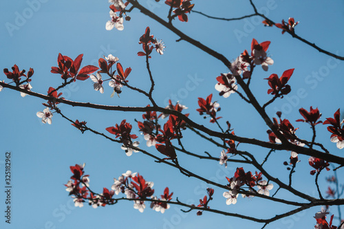 Florescer photo