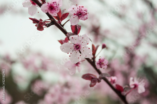 Florescer photo