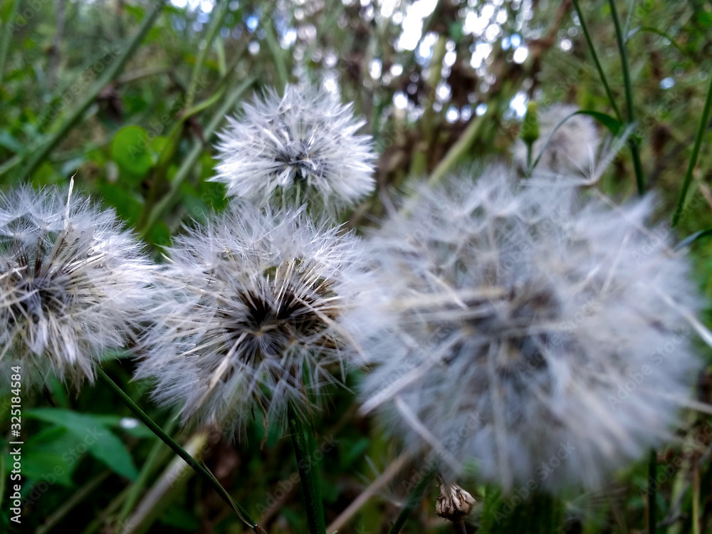 dandelion on background of green grass