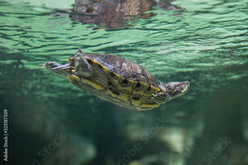 Red-eared Slider (Trachemys scripta elegans) in an aquarium behind glass