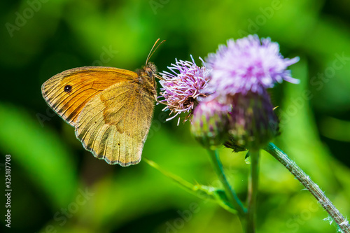 Painted Lady butterfly, vanessa cardu, feeding © Sander Meertins