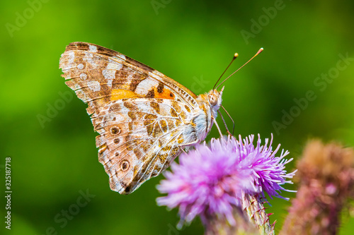 Painted Lady butterfly, vanessa cardu, feeding photo