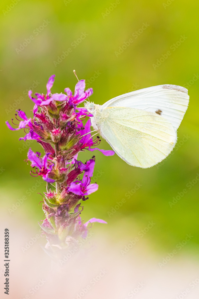 Pieris rapae small white butterfly pollinating on pink purple flowers Pieris rapae small white butterfly pollinating on pink purple flowers