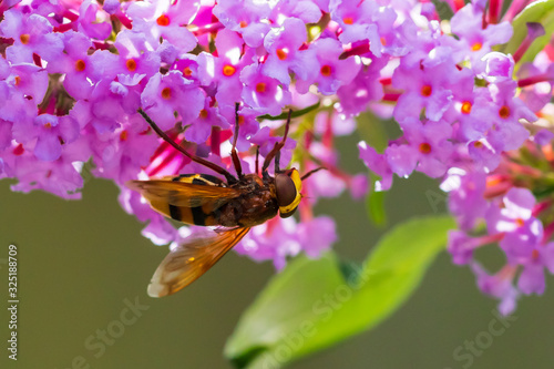 Volucella zonaria, hornet mimic hoverfly, closeup pollinating photo