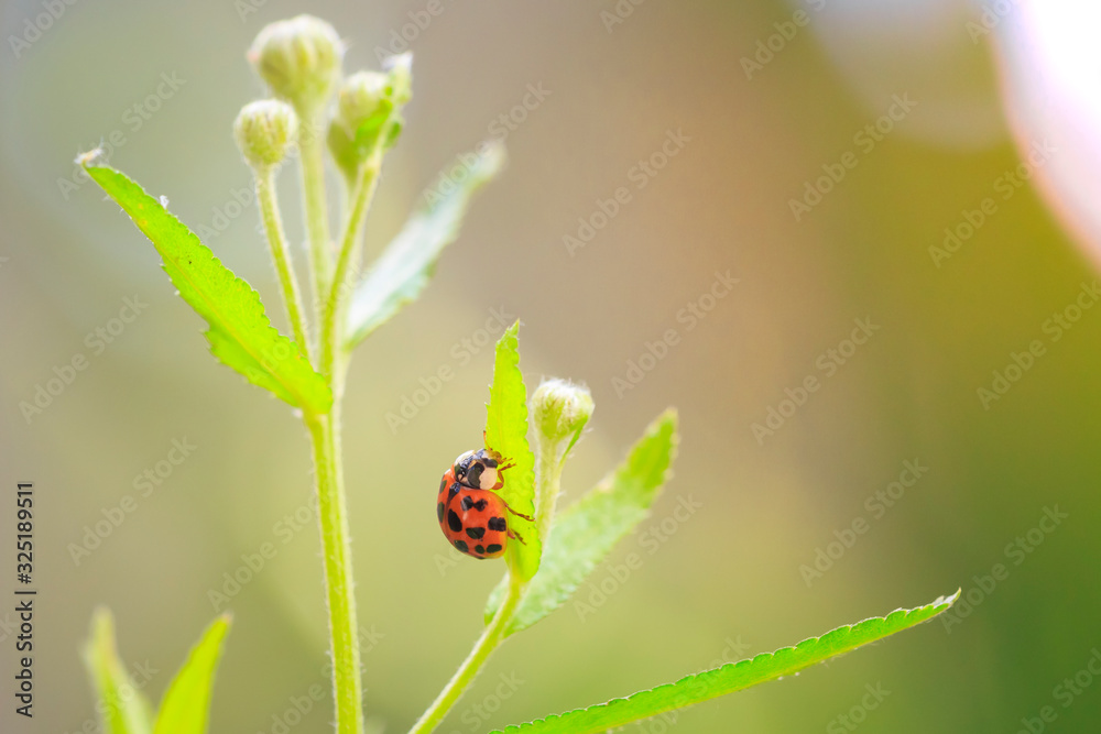 Ladybug or ladybird insect climbing Ladybug or ladybird insect climbing