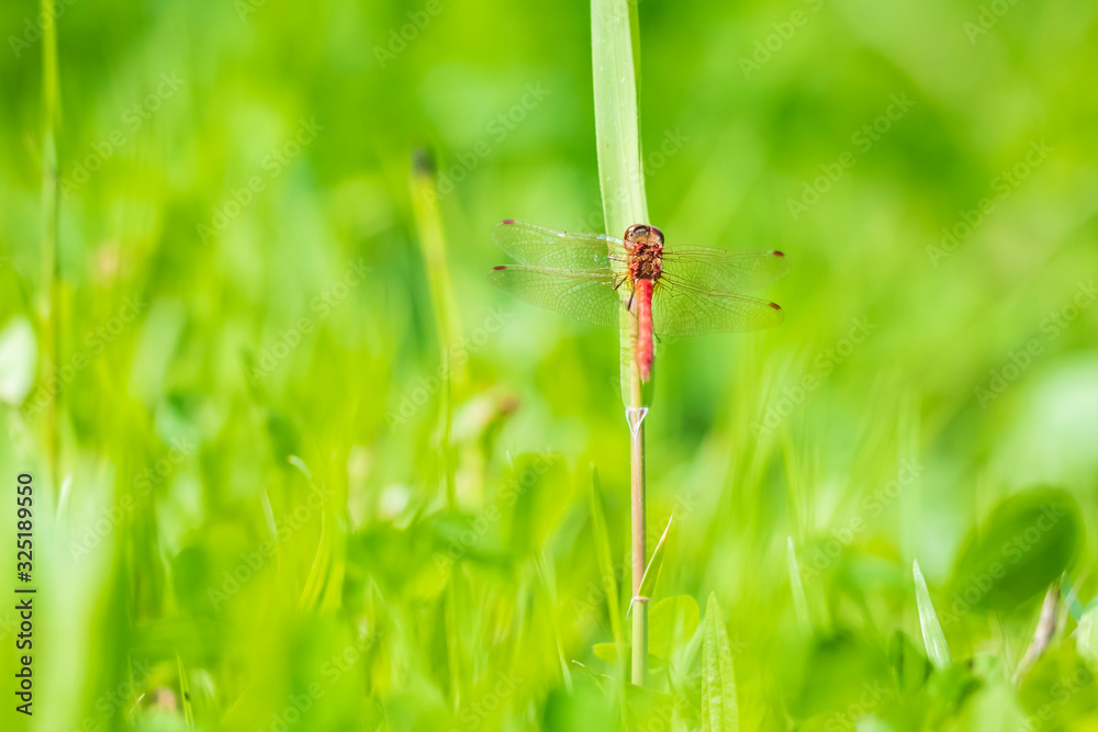 Red male Common Darter (Sympetrum striolatum) resting in a green meadow Red male Common Darter (Sympetrum striolatum) resting in a green meadow