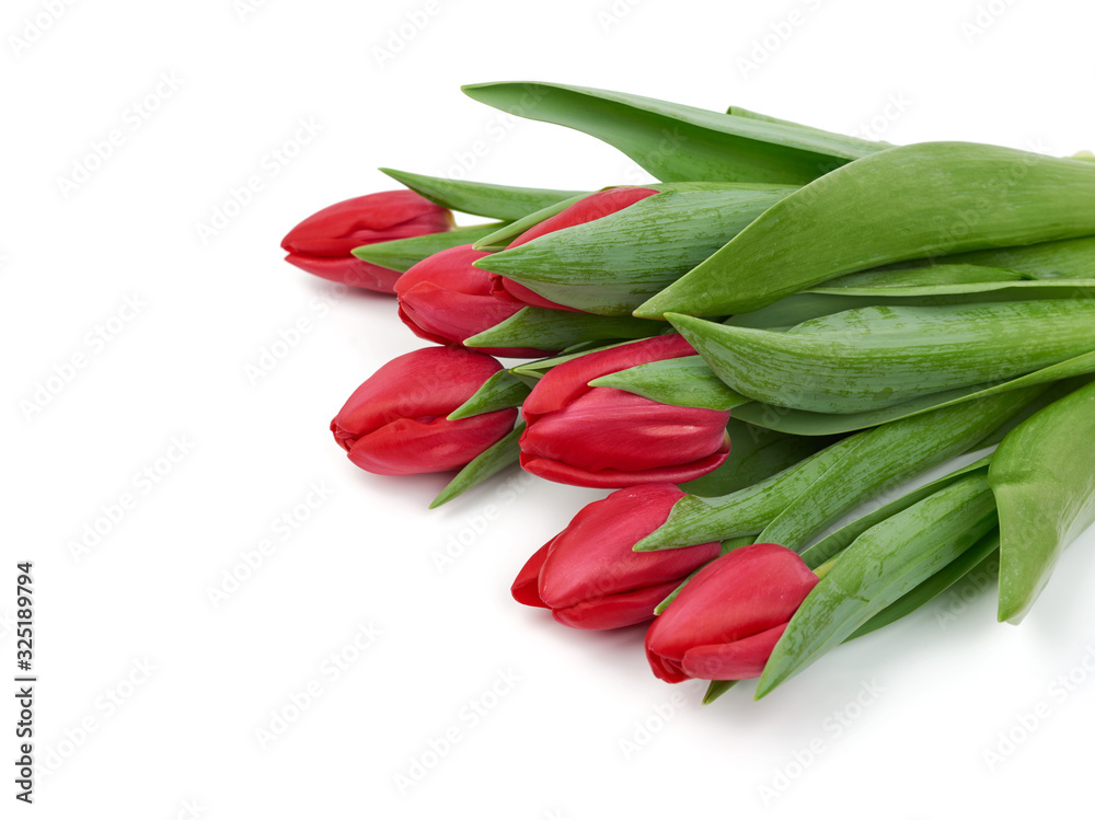 blooming red tulips with green leaves and stem isolated on white background, spring flowers blooming red tulips with green leaves and stem isolated on white background, spring flowers
