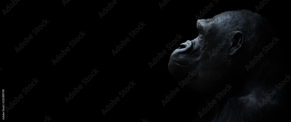 gorilla on a black background