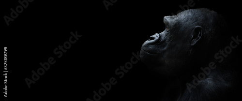 gorilla on a black background photo