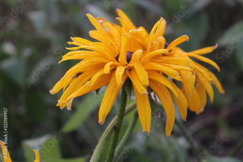 yellow flower in the garden