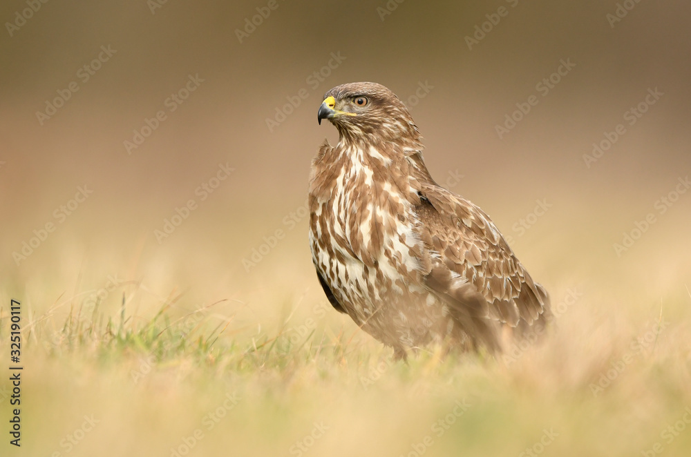 Common buzzard (Buteo buteo) close up