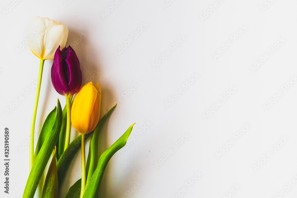 Colorful tulips on the white background with copyspace. Womens day concept. Spring concept. Colorful tulips on the white background with copyspace. Womens day concept. Spring concept.