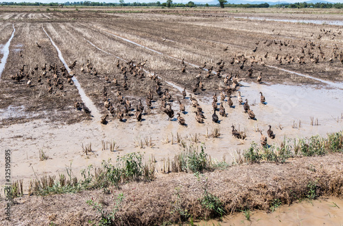 A large group of ducks are walking through the rice fields.