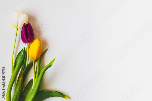 Fototapeta Naklejka Na Ścianę i Meble -  Colorful tulips on the white background with copyspace. Womens day concept. Spring concept.